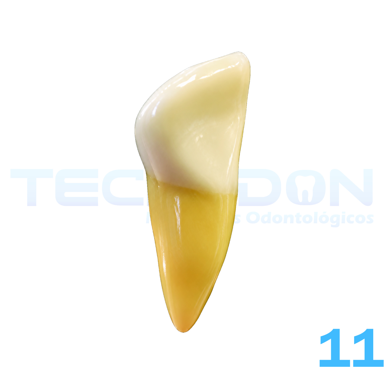 11 - Incisivo Central Superior Permanente Opaco
