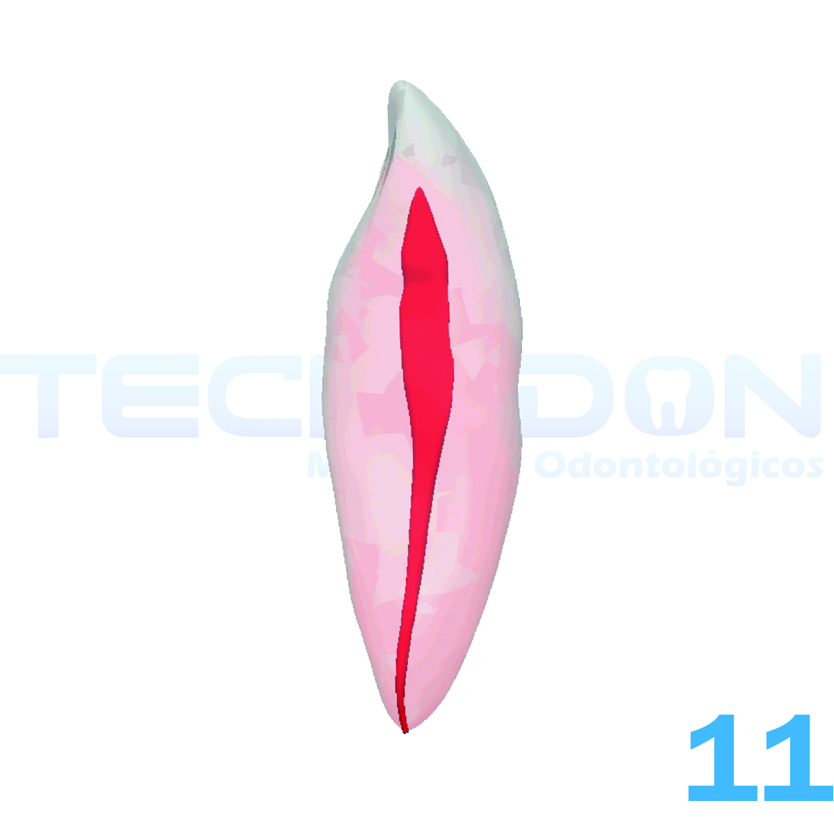 11 - Incisivo Central Superior Permanente Transparente - Imagem 2
