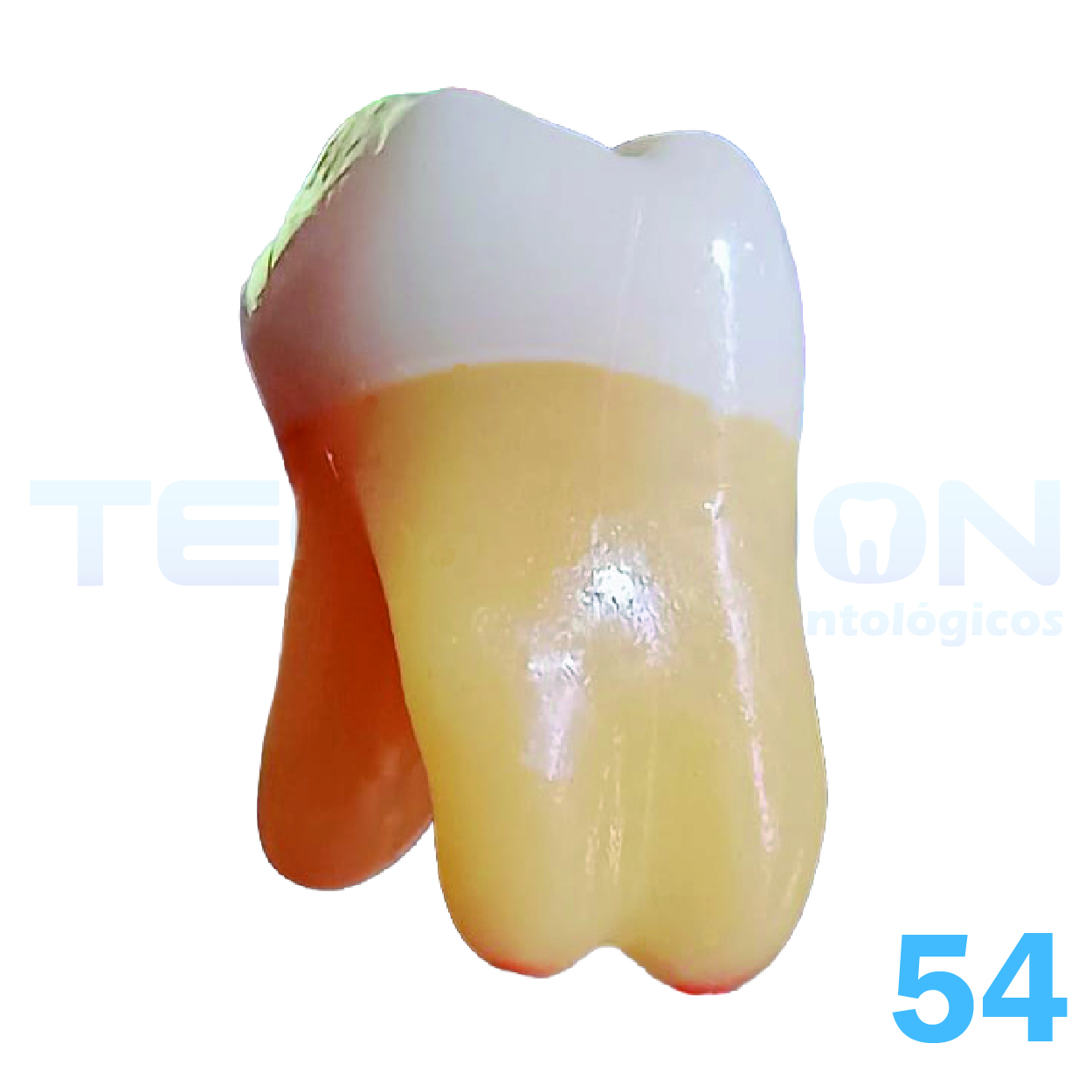 1º Molar Superior Decíduo Opaco - Imagem 2
