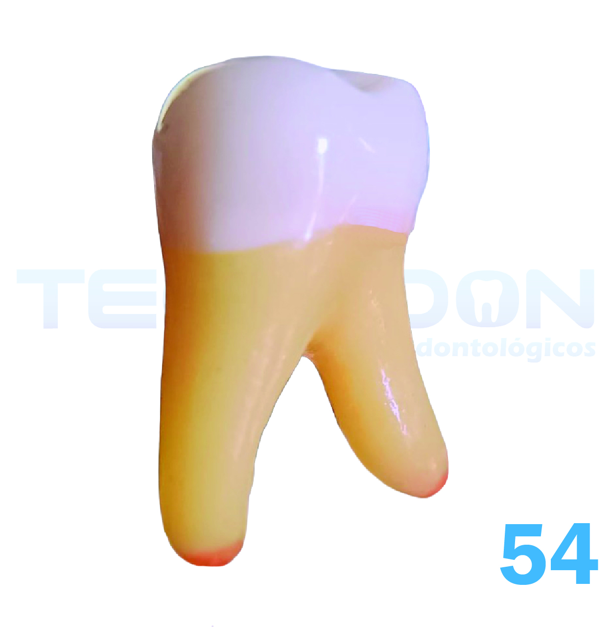 1º Molar Superior Decíduo Opaco - Imagem 4