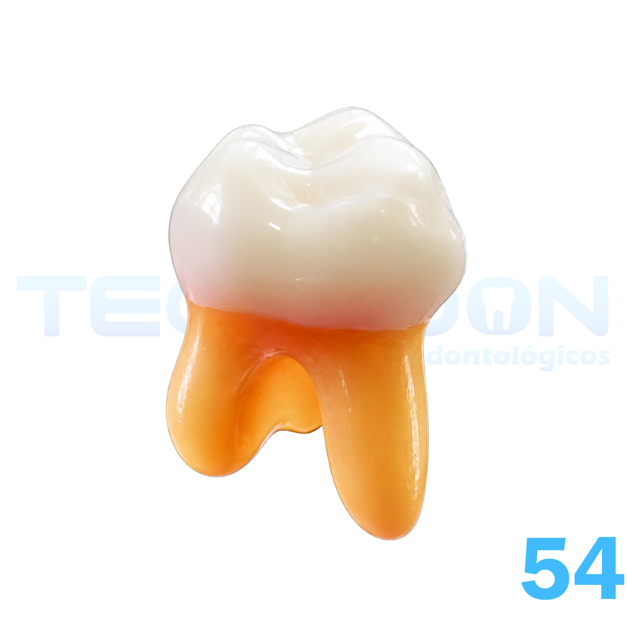 54 - 1º Molar Superior Decíduo Opaco