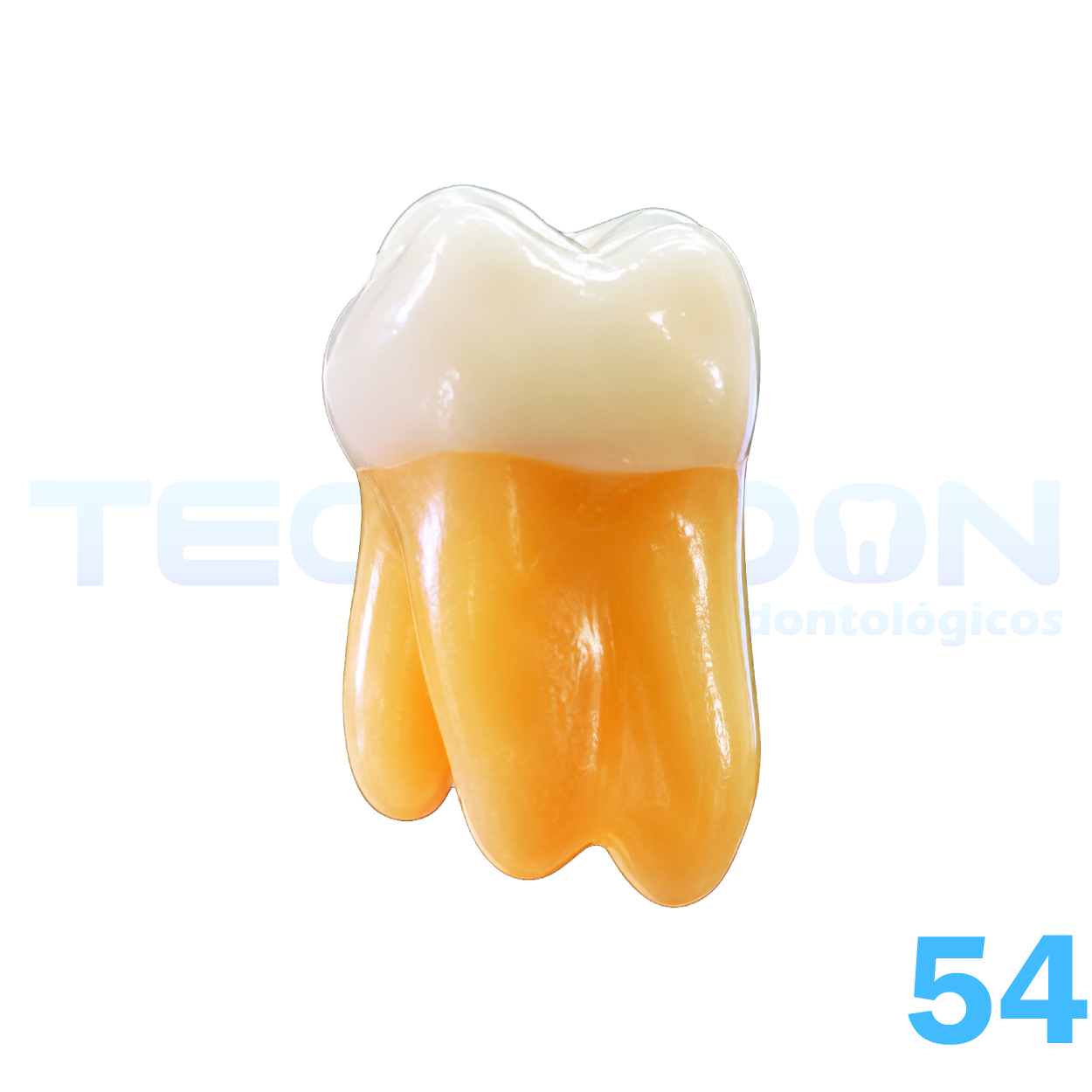 54 - 1º Molar Superior Decíduo Opaco - Imagem 3