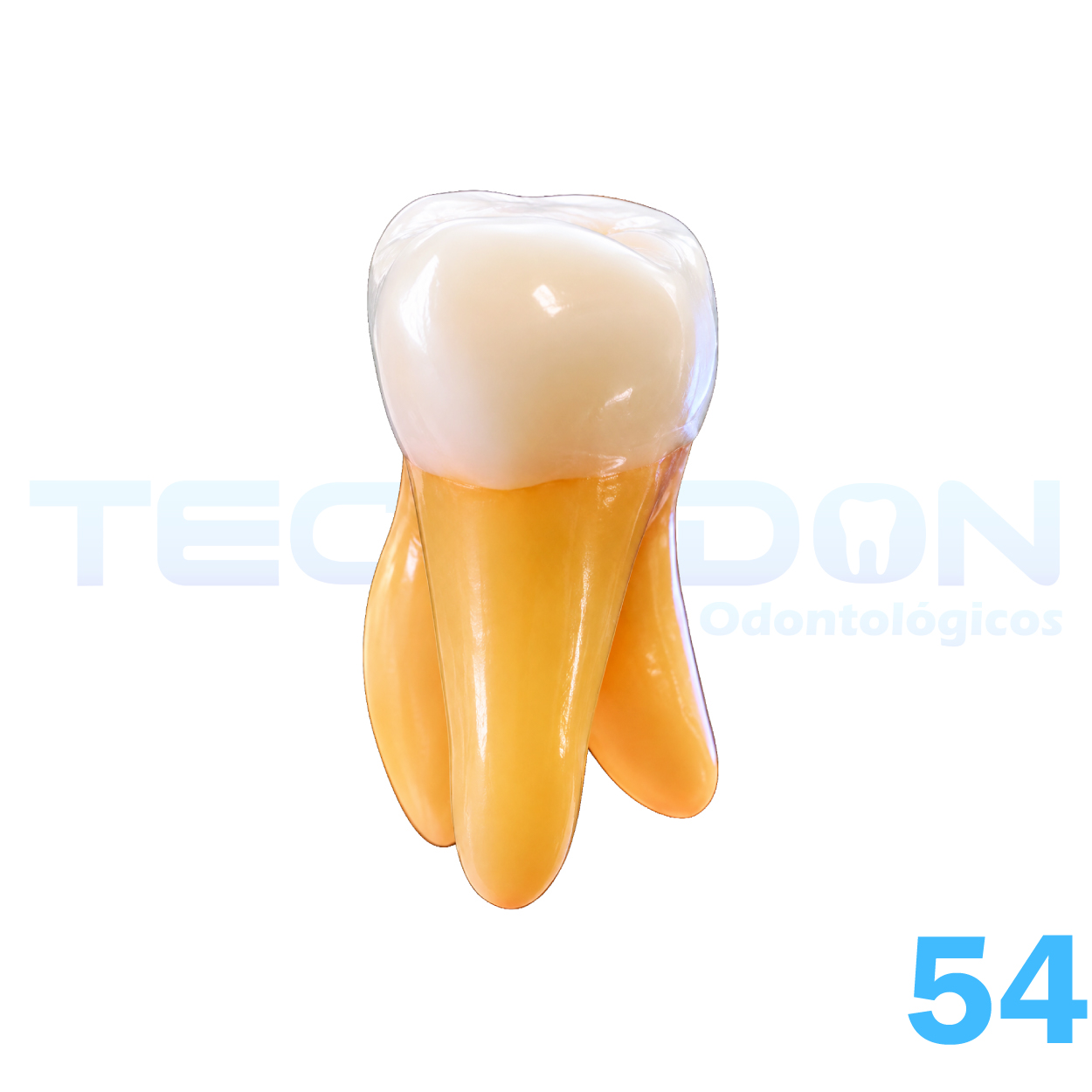 54 - 1º Molar Superior Decíduo Opaco - Imagem 5
