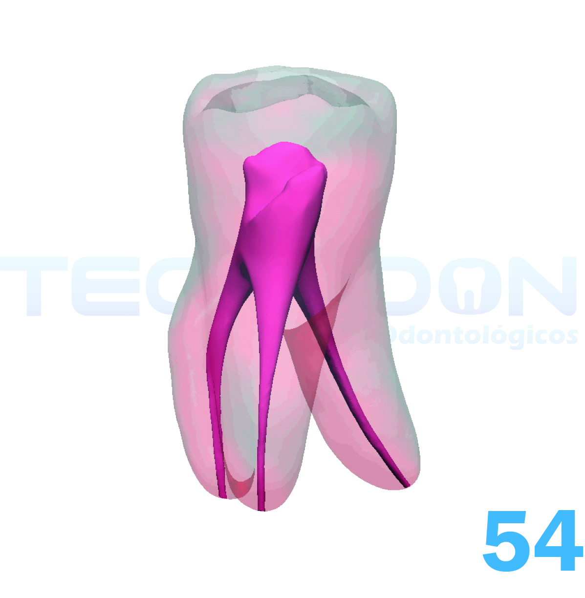 1º Molar Superior Decíduo Transparente - Imagem 2