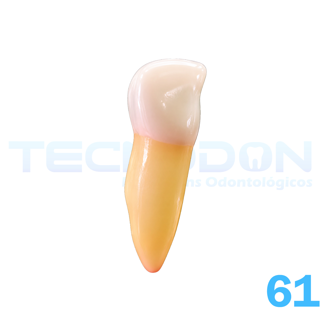 61 - Incisivo Central Superior Decíduo Opaco
