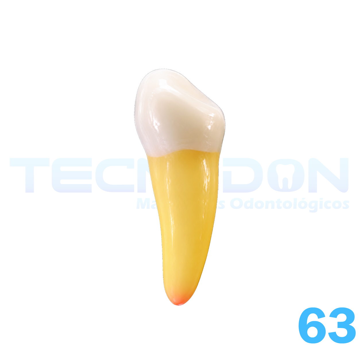 63 - Canino Superior Decíduo Opaco - Imagem 5