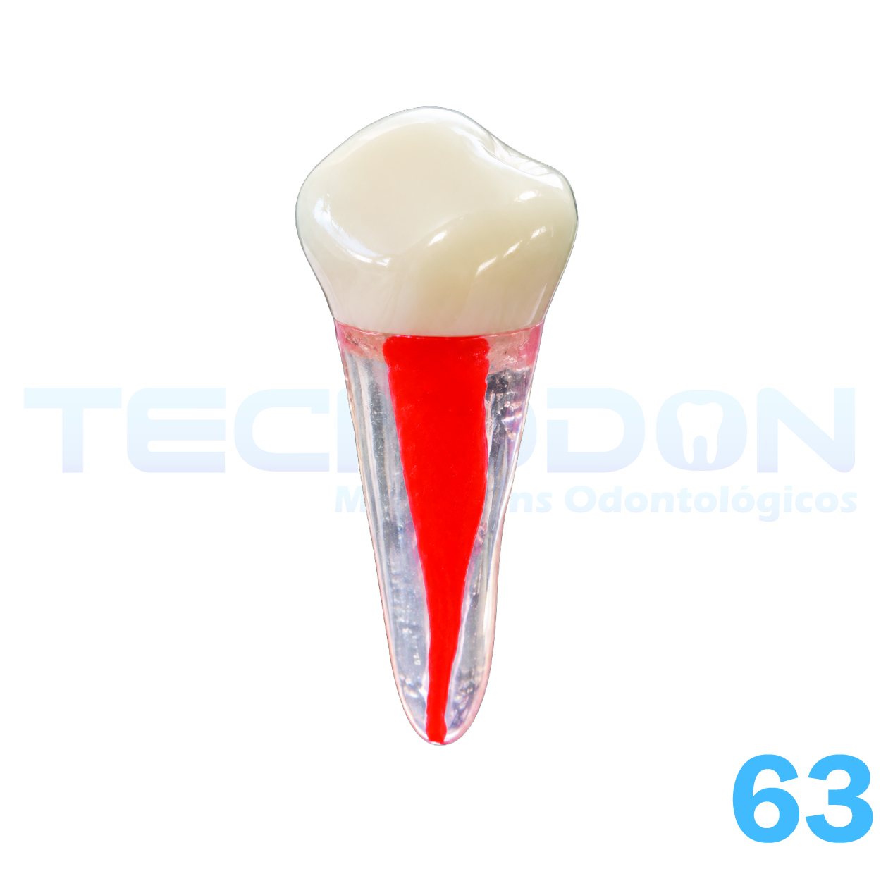 63 - Canino Superior Decíduo Transparente - Imagem 3