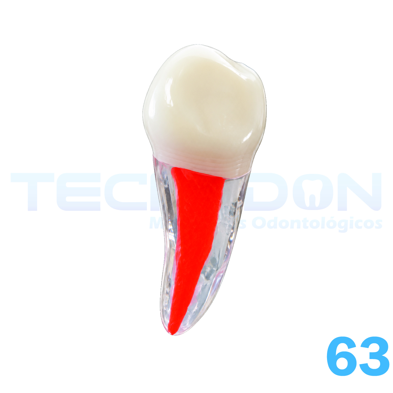 63 - Canino Superior Decíduo Transparente