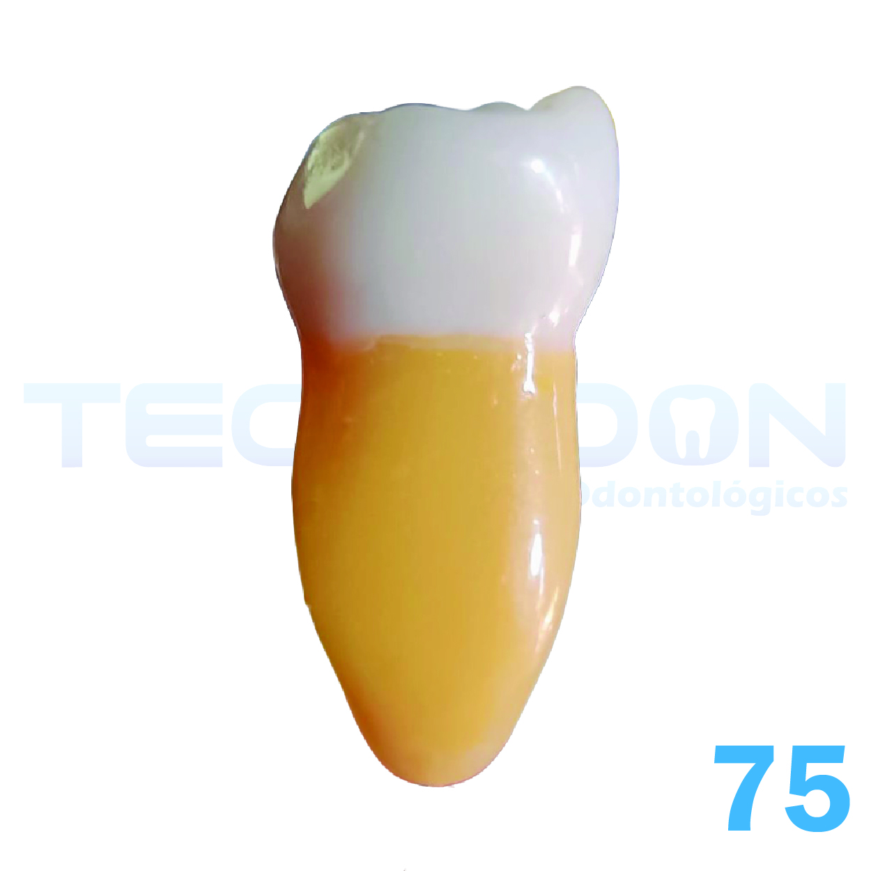 2° Molar Inferior Decíduo Opaco - Imagem 4