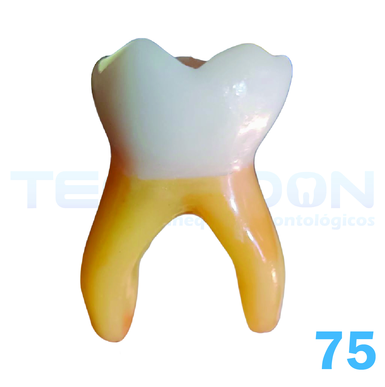 2° Molar Inferior Decíduo Opaco - Imagem 2