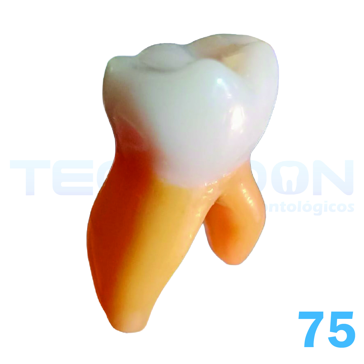 2° Molar Inferior Decíduo Opaco