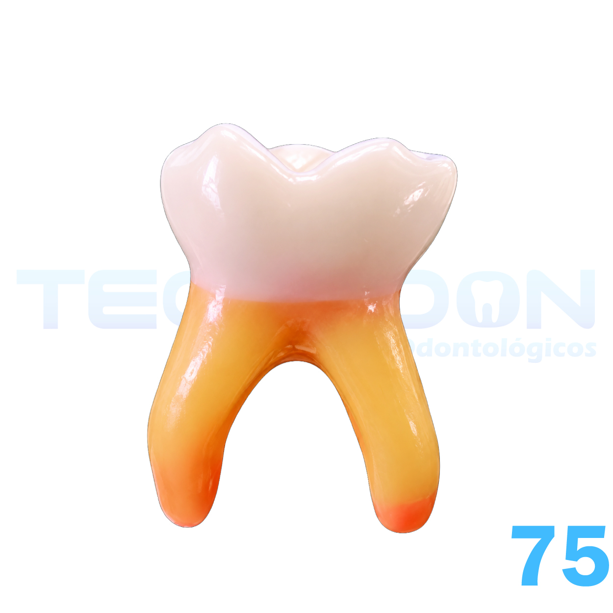75 - 2° Molar Inferior Decíduo Opaco - Imagem 2