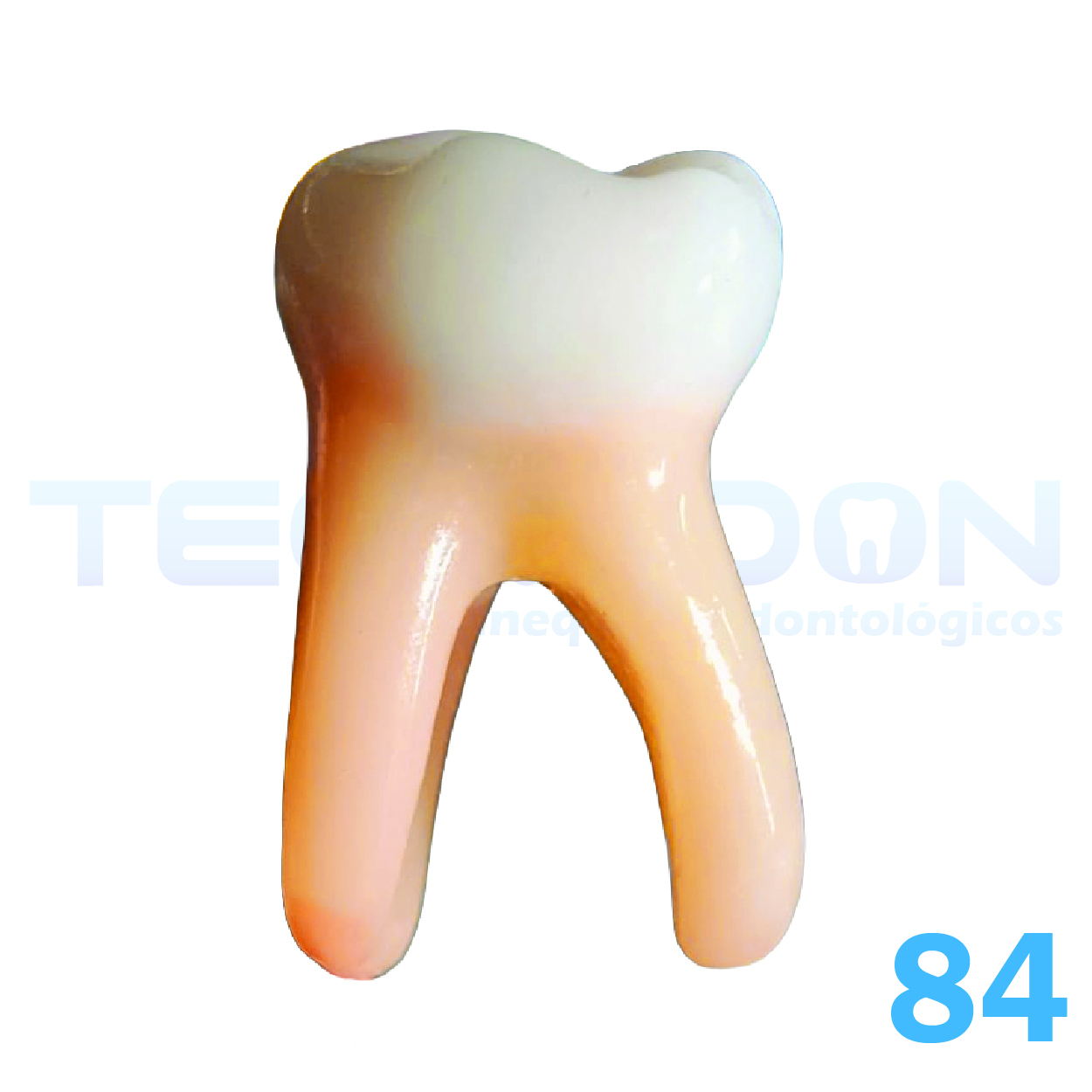 1º Molar Inferior Decíduo Opaco - Imagem 2