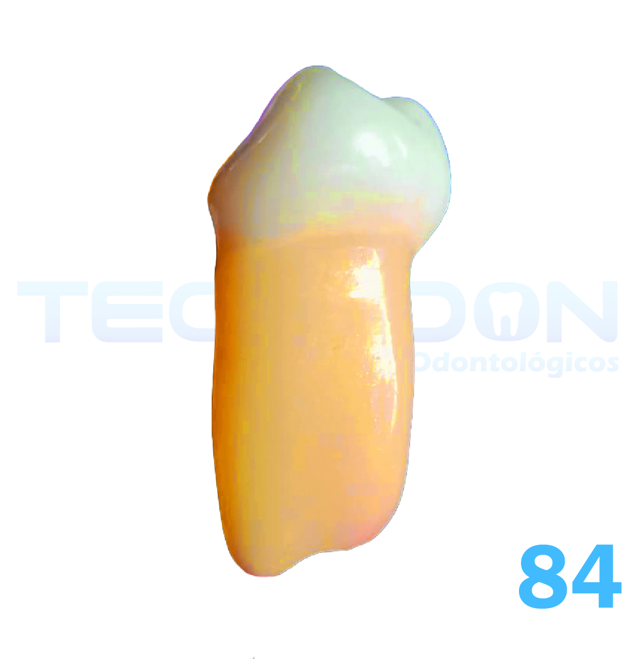 1º Molar Inferior Decíduo Opaco - Imagem 4