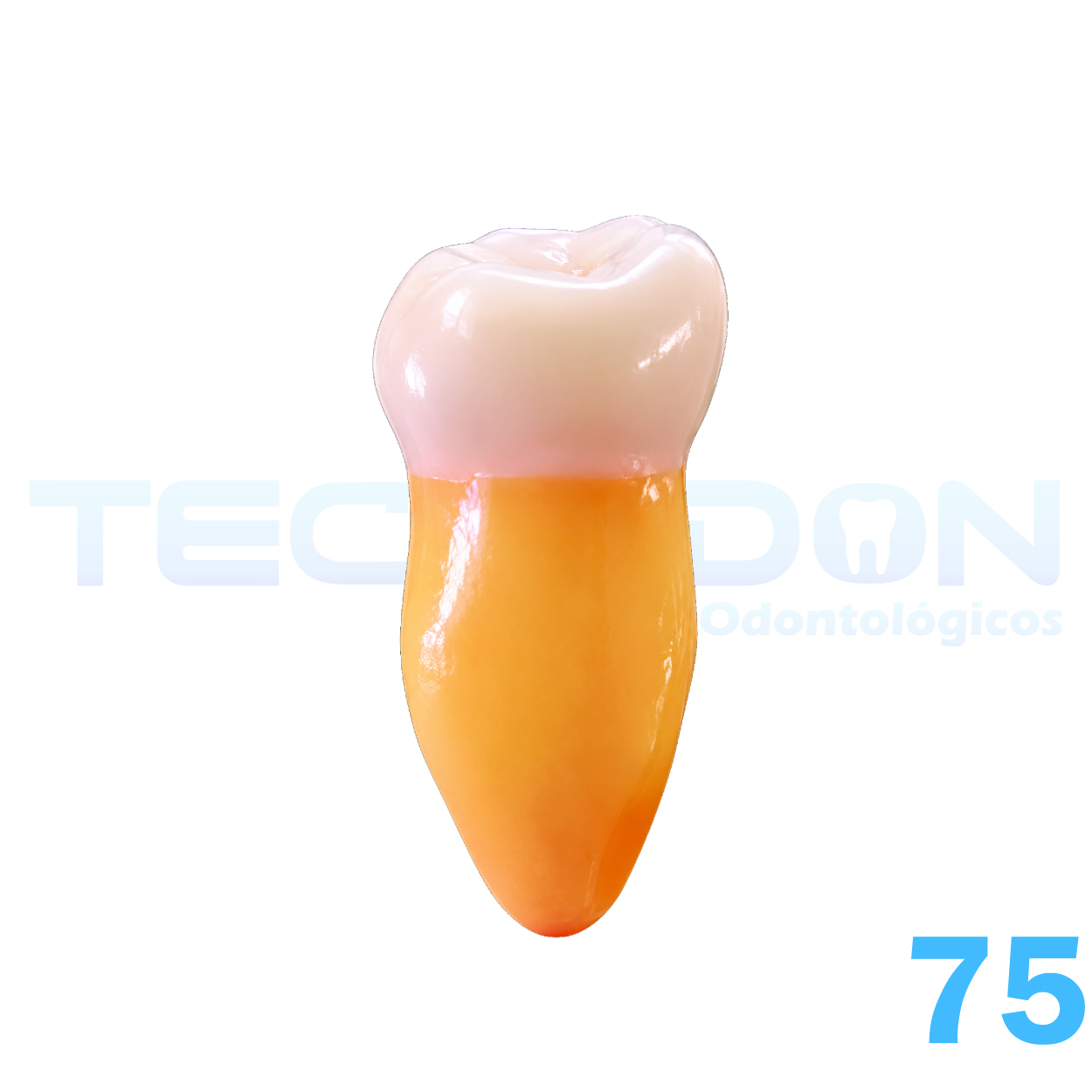 75 - 2° Molar Inferior Decíduo Opaco - Imagem 4