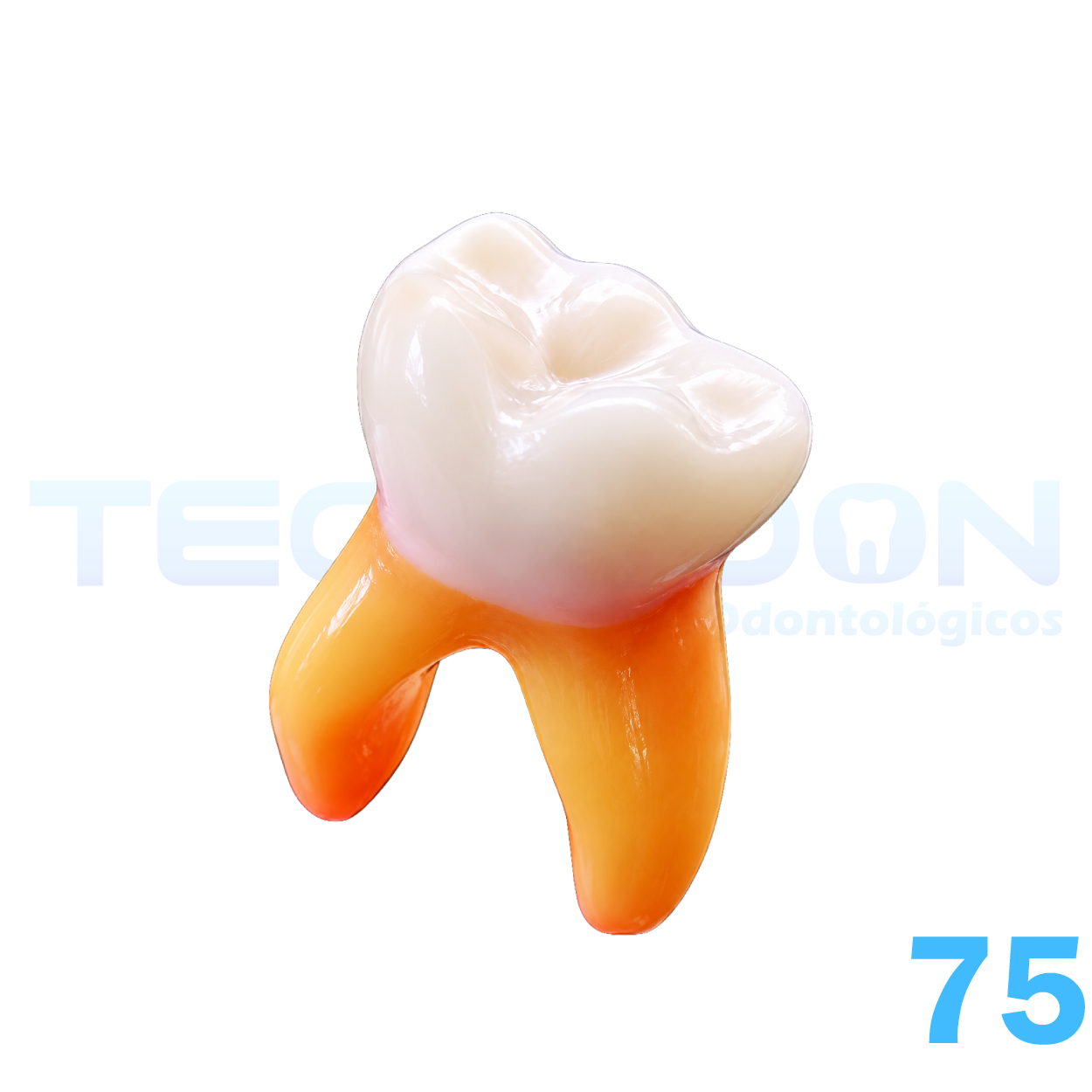 75 - 2° Molar Inferior Decíduo Opaco