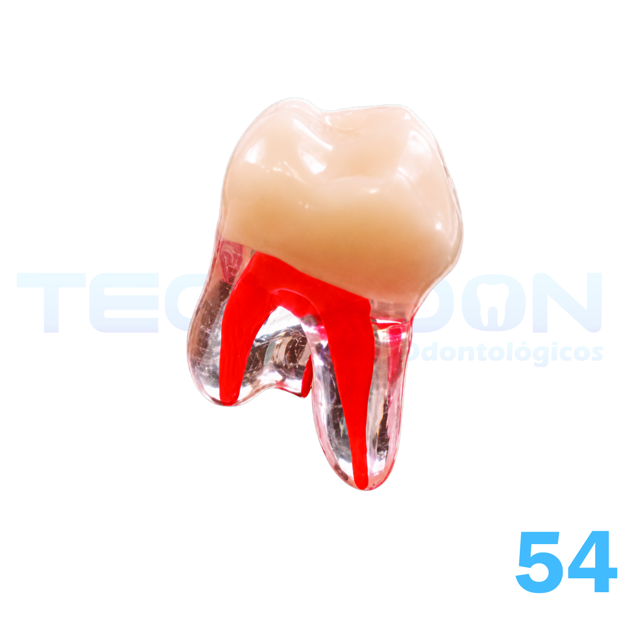 1º Molar Superior Decíduo Transparente