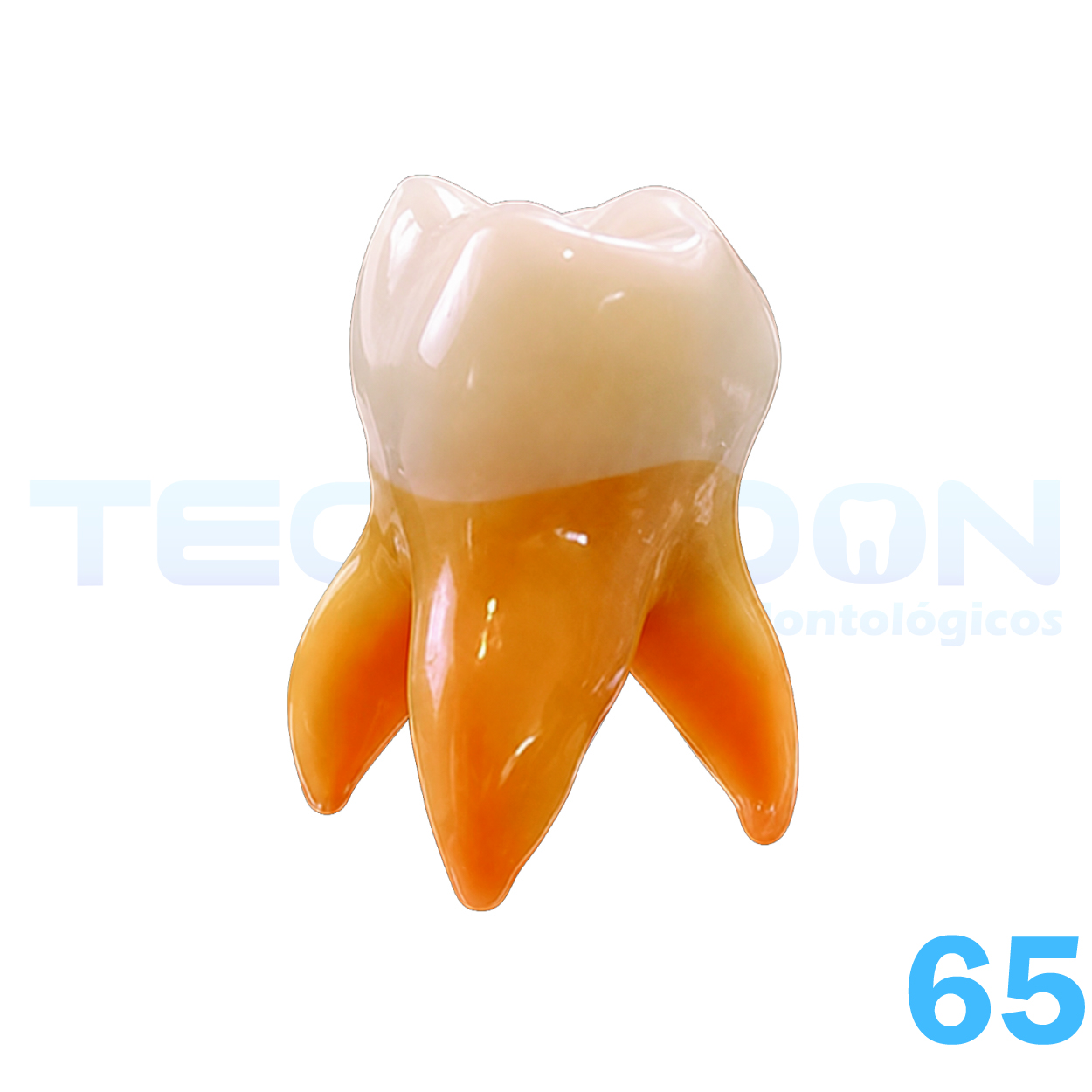 2° Molar Superior Decíduo Opaco - Imagem 3