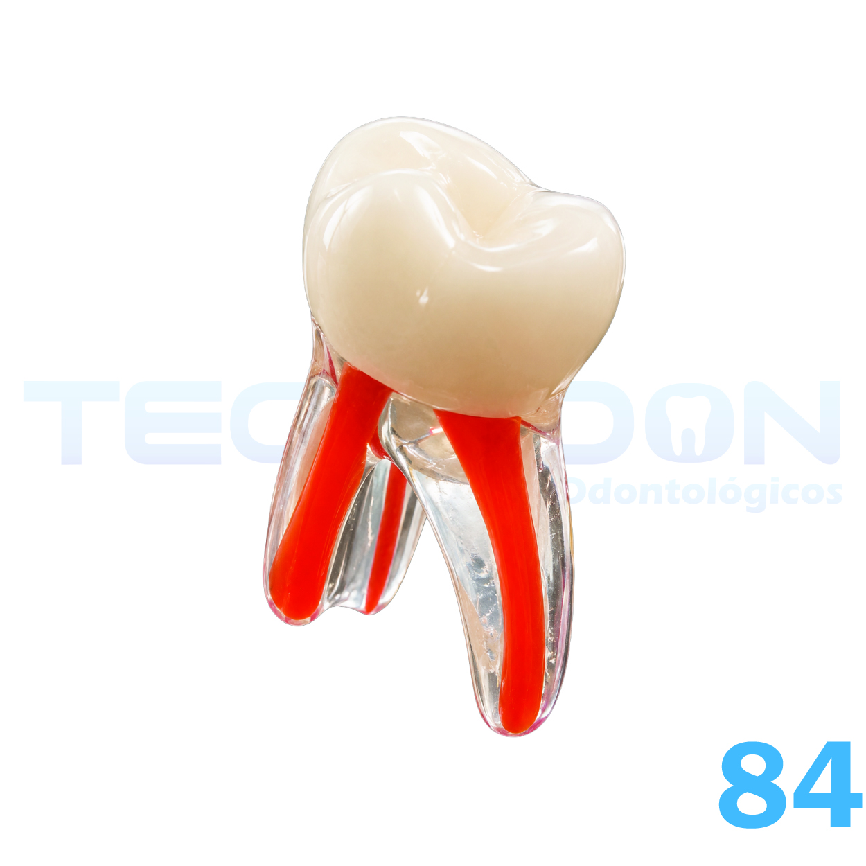 1º Molar Inferior Decíduo Transparente
