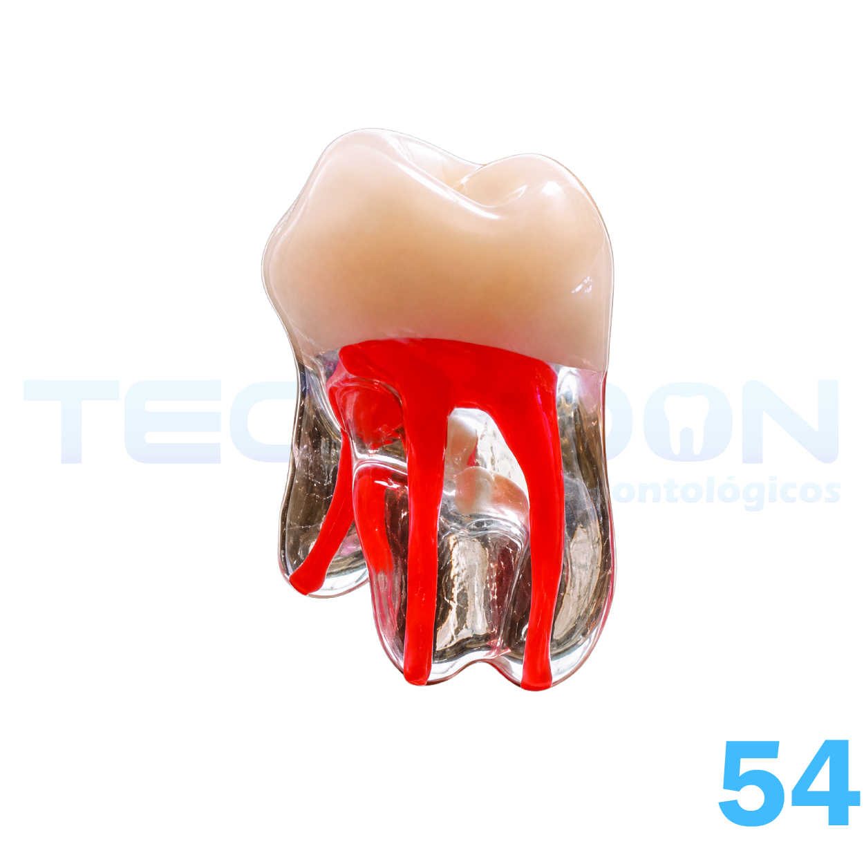 1º Molar Superior Decíduo Transparente - Imagem 3
