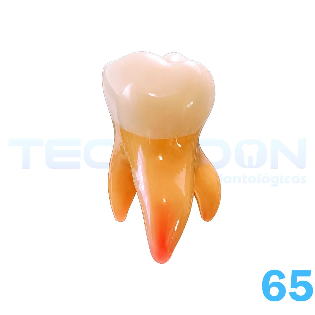 2° Molar Superior Decíduo Opaco - Imagem 5