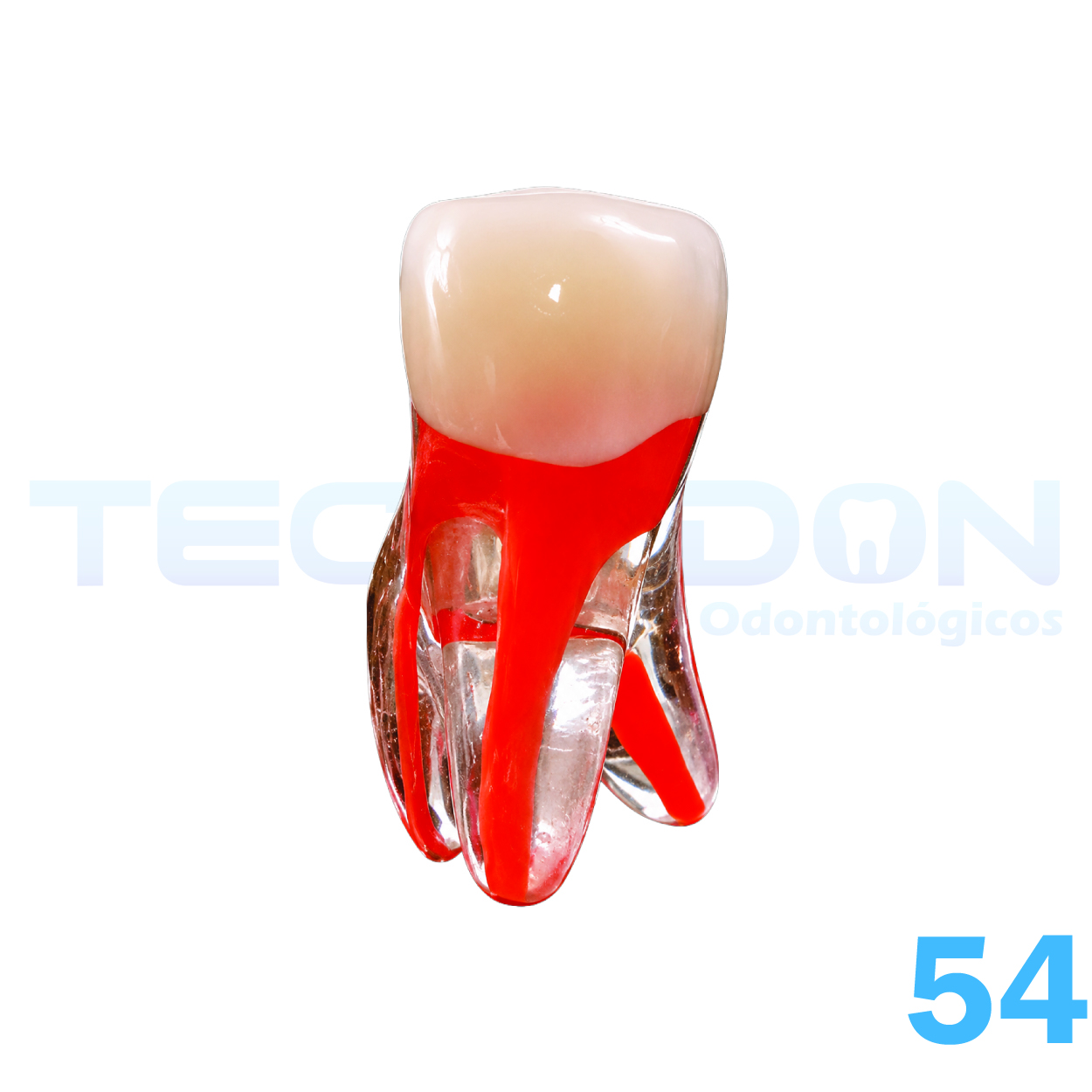 1º Molar Superior Decíduo Transparente - Imagem 5