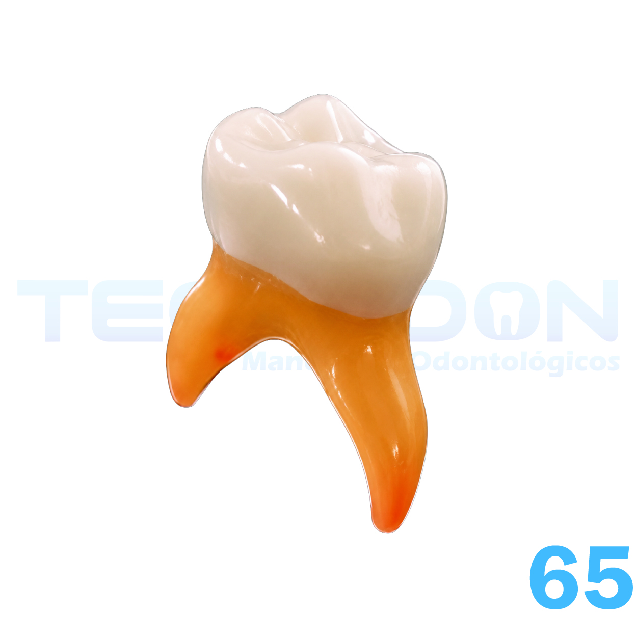 2° Molar Superior Decíduo Opaco