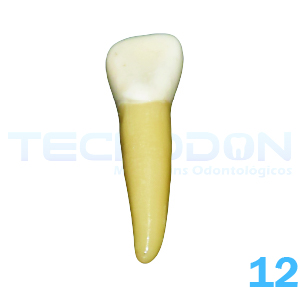 12 - Incisivo Lateral Superior Permanente Opaco