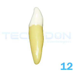 12 - Incisivo Lateral Superior Permanente Opaco - Imagem 3