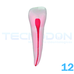 12 - Incisivo Lateral Superior Permanente Opaco - Imagem 2