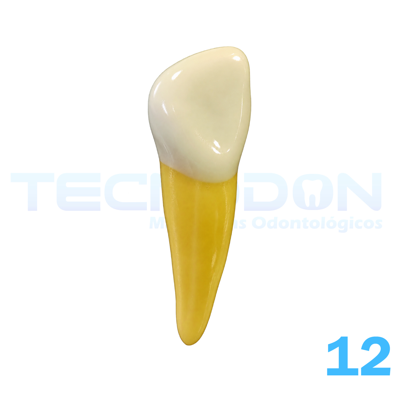 12 - Incisivo Lateral Superior Permanente Opaco