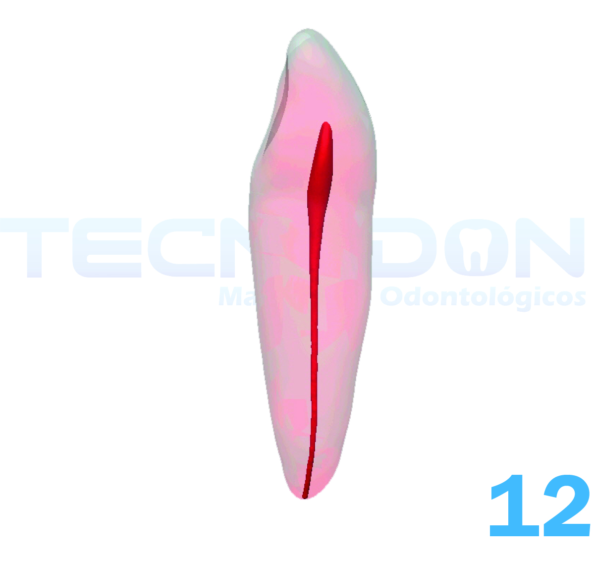 12 - Incisivo Lateral Superior Permanente Transparente - Imagem 2