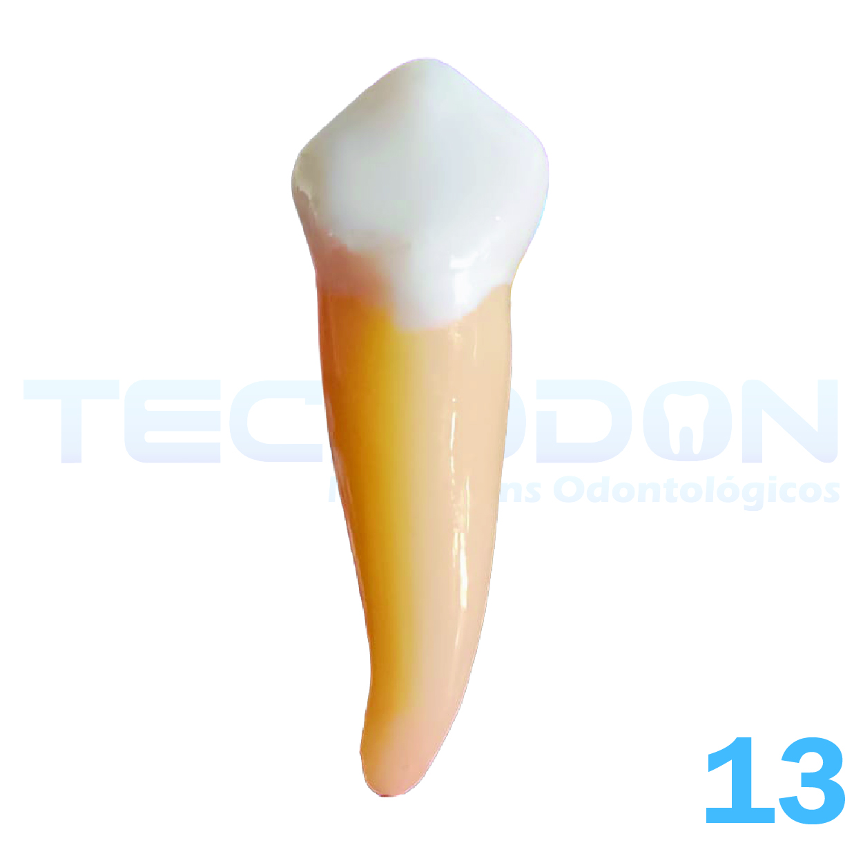 13 - Canino Superior Permanente Opaco - Imagem 2