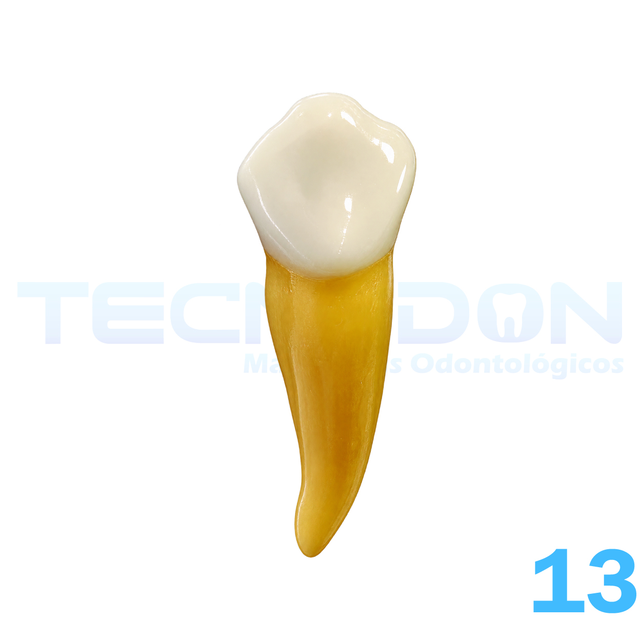 13 – Canino Superior Permanente Opaco - Imagem 2