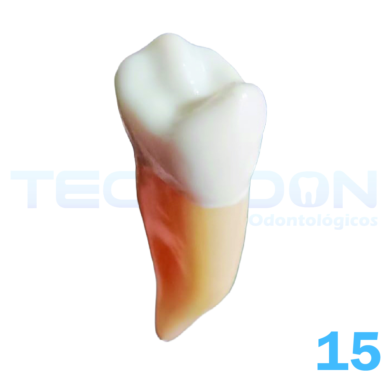 15 – 2º Pré-Molar Superior Permanente Opaco