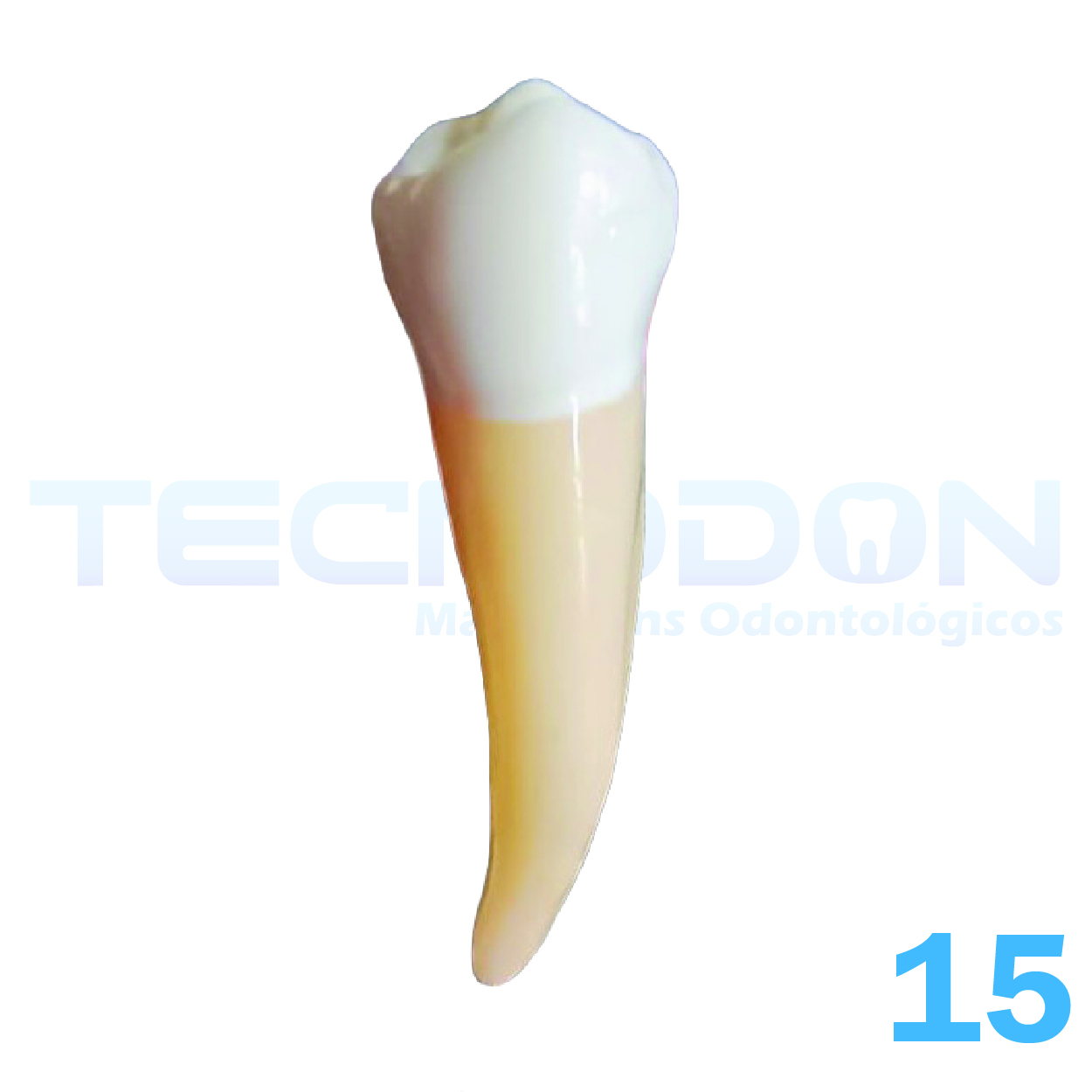15 – 2º Pré-Molar Superior Permanente Opaco - Imagem 2
