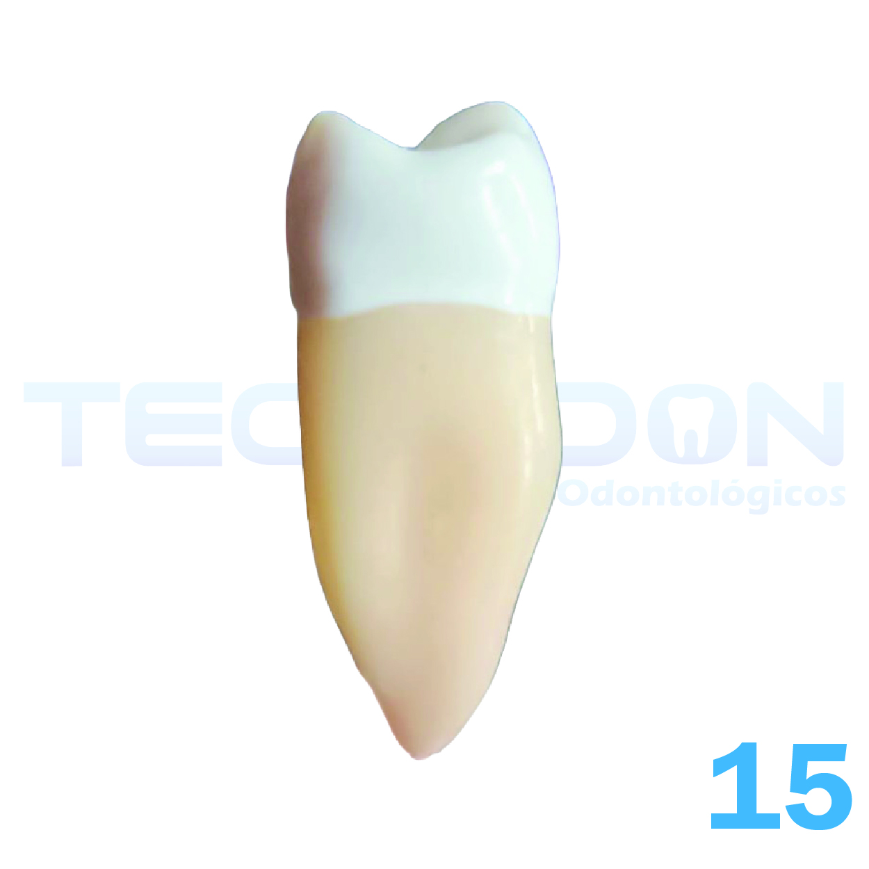 15 – 2º Pré-Molar Superior Permanente Opaco - Imagem 3
