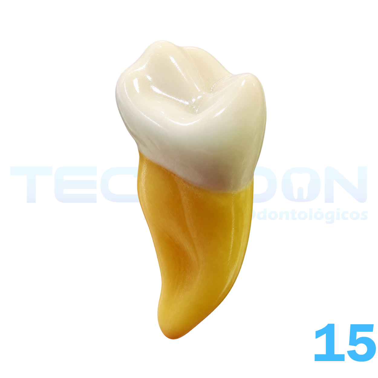 15 – 2º Pré-Molar Superior Permanente Opaco