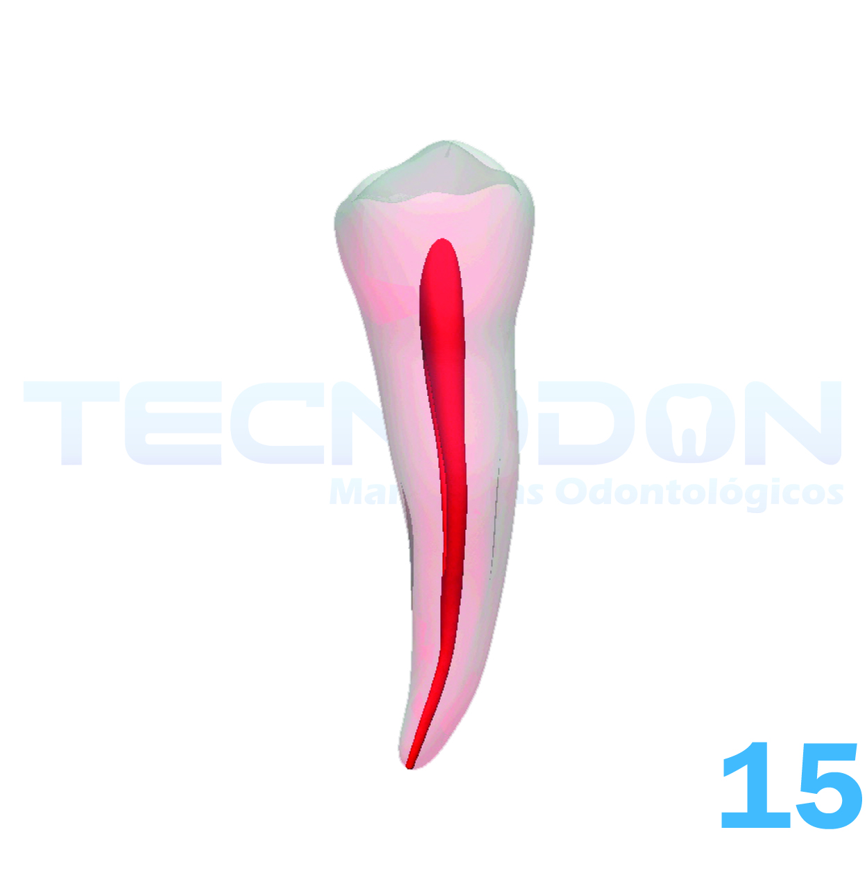 15 – 2º Pré-Molar Superior Permanente Transparente - Imagem 2