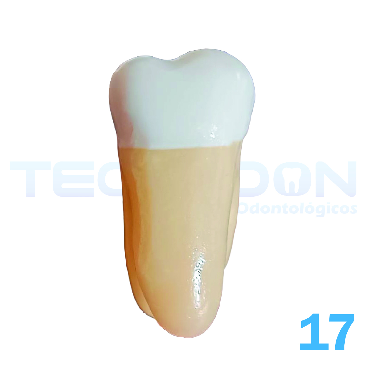 17 - 2º Molar Superior Permanente Opaco - Imagem 3