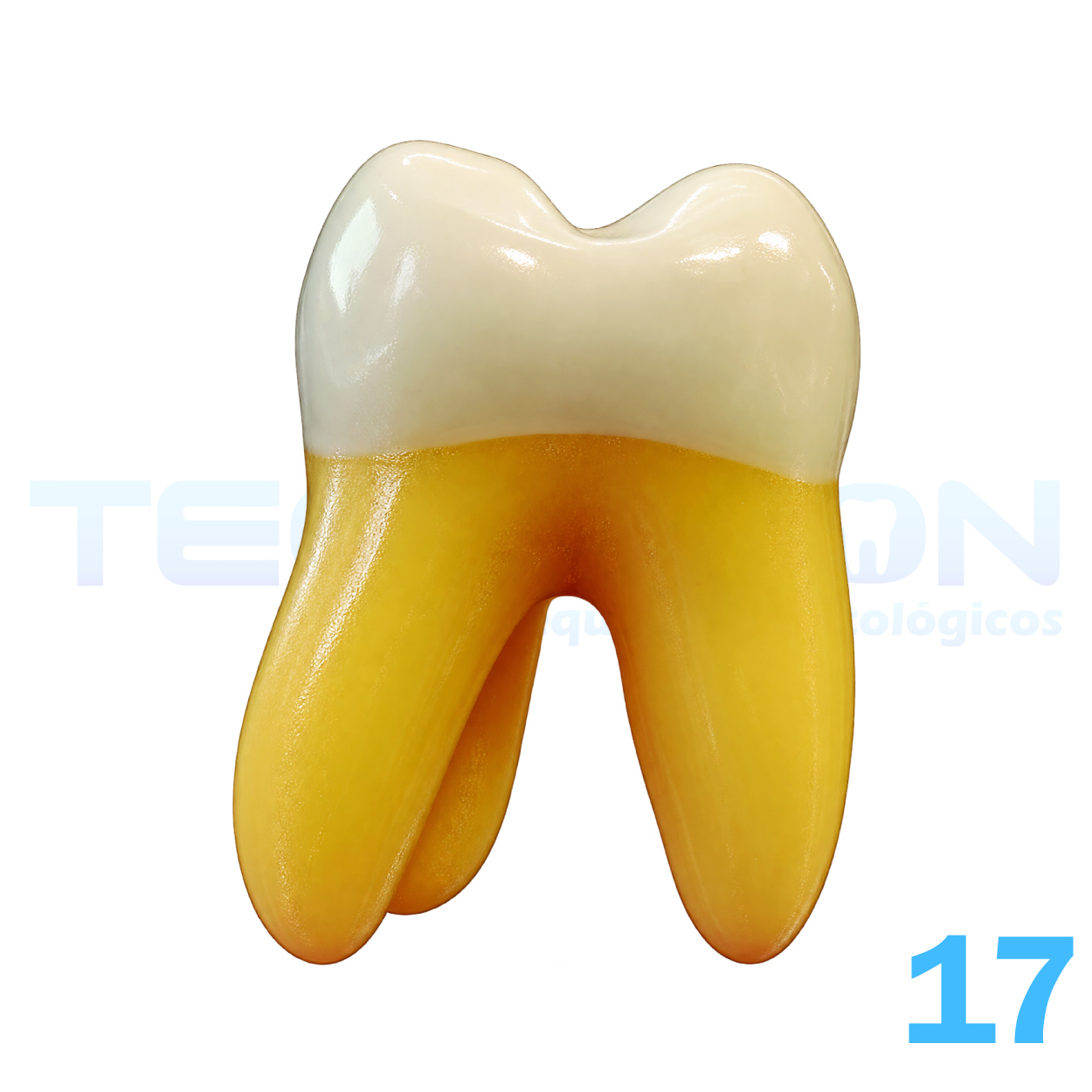17 - 2º Molar Superior Permanente Opaco - Imagem 3
