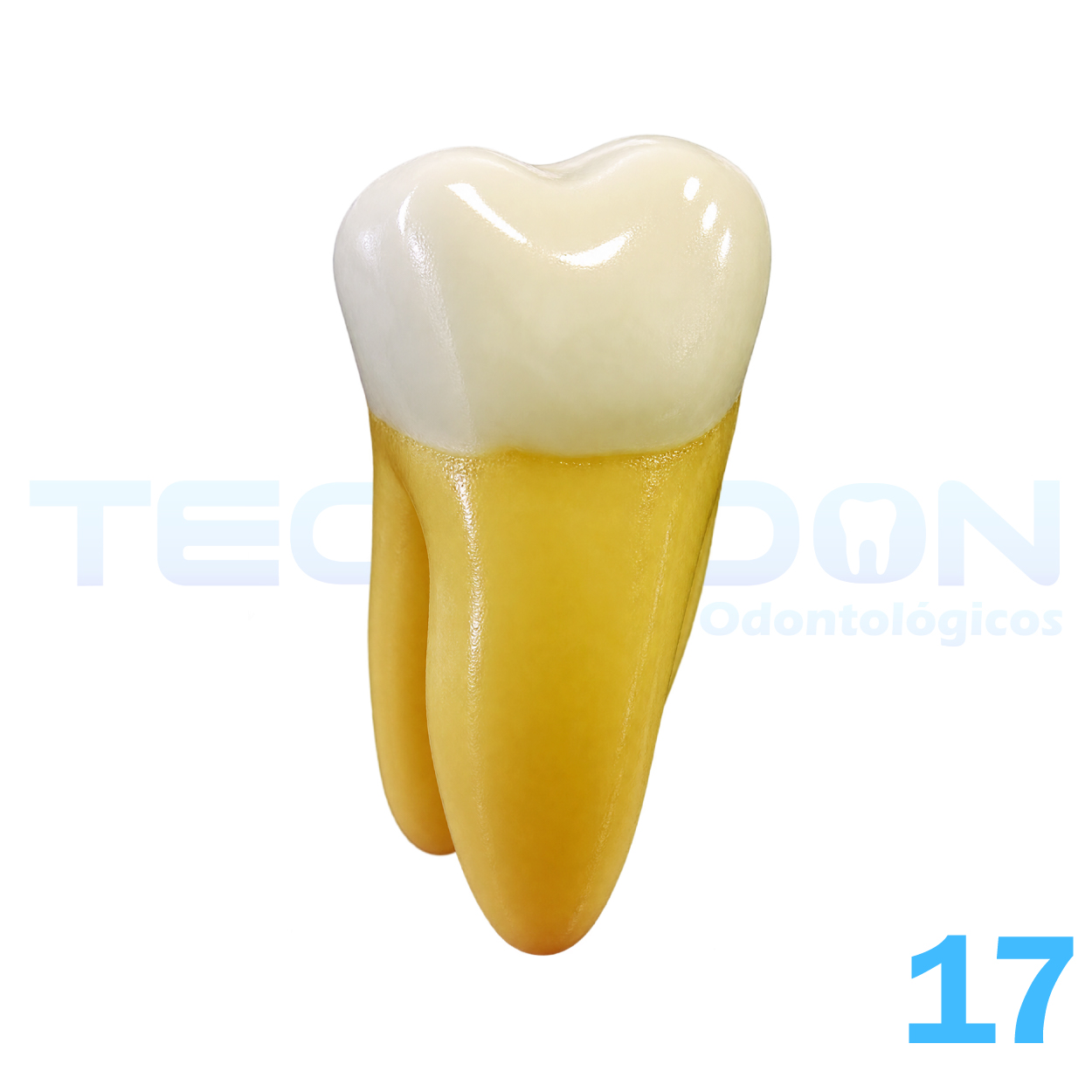 17 - 2º Molar Superior Permanente Opaco - Imagem 5