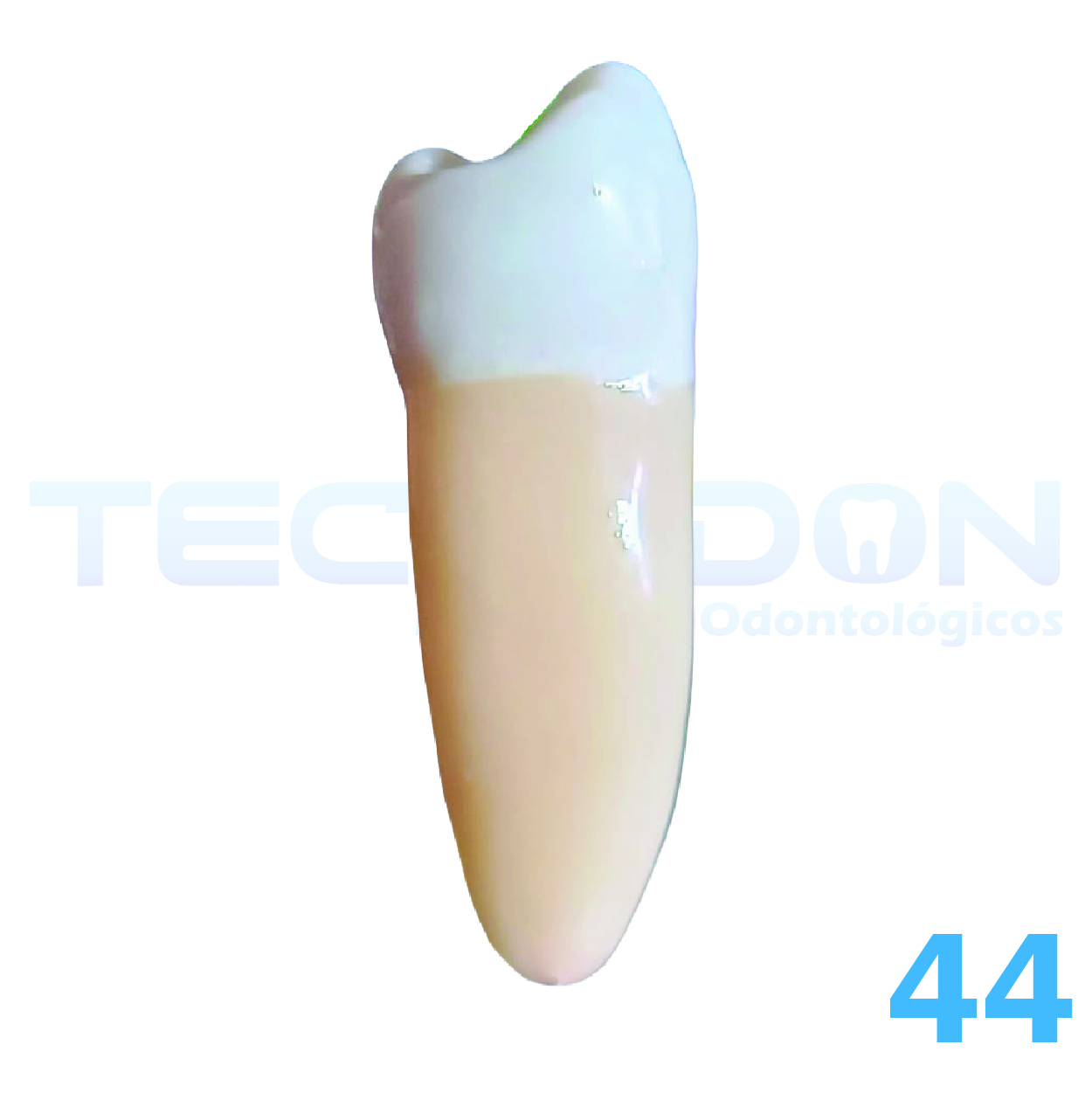 44 – 1º Pré-Molar Inferior Permanente Opaco - Imagem 2