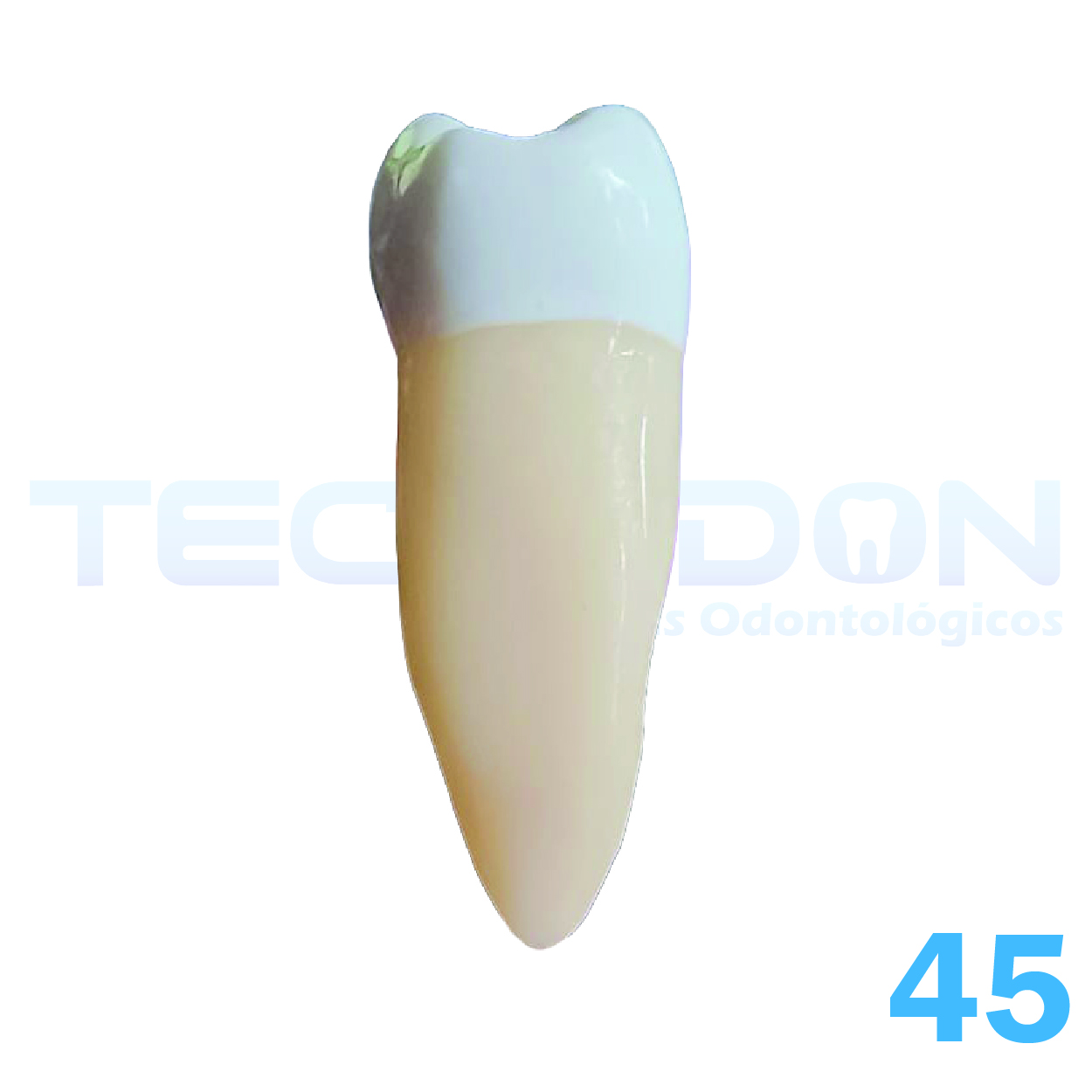45 – 2º Pré-Molar Inferior Permanente Opaco - Imagem 2