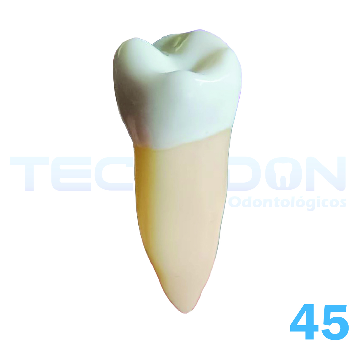 45 – 2º Pré-Molar Inferior Permanente Opaco