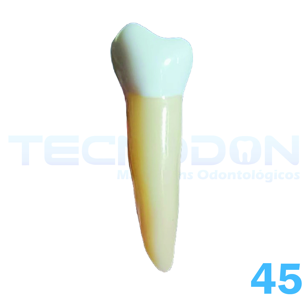 45 – 2º Pré-Molar Inferior Permanente Opaco - Imagem 3
