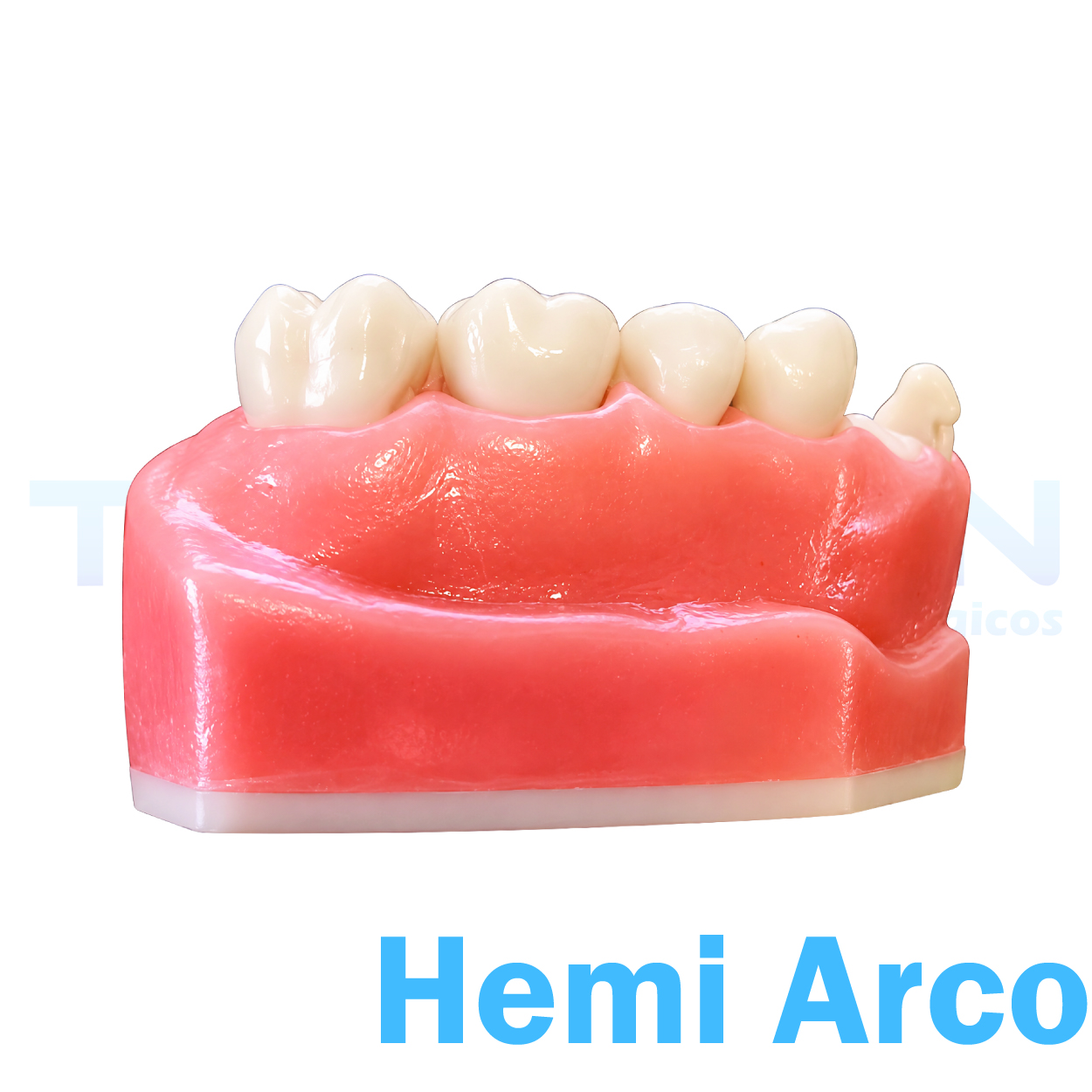 Hemi-Arco Superior Esquerdo - Imagem 2
