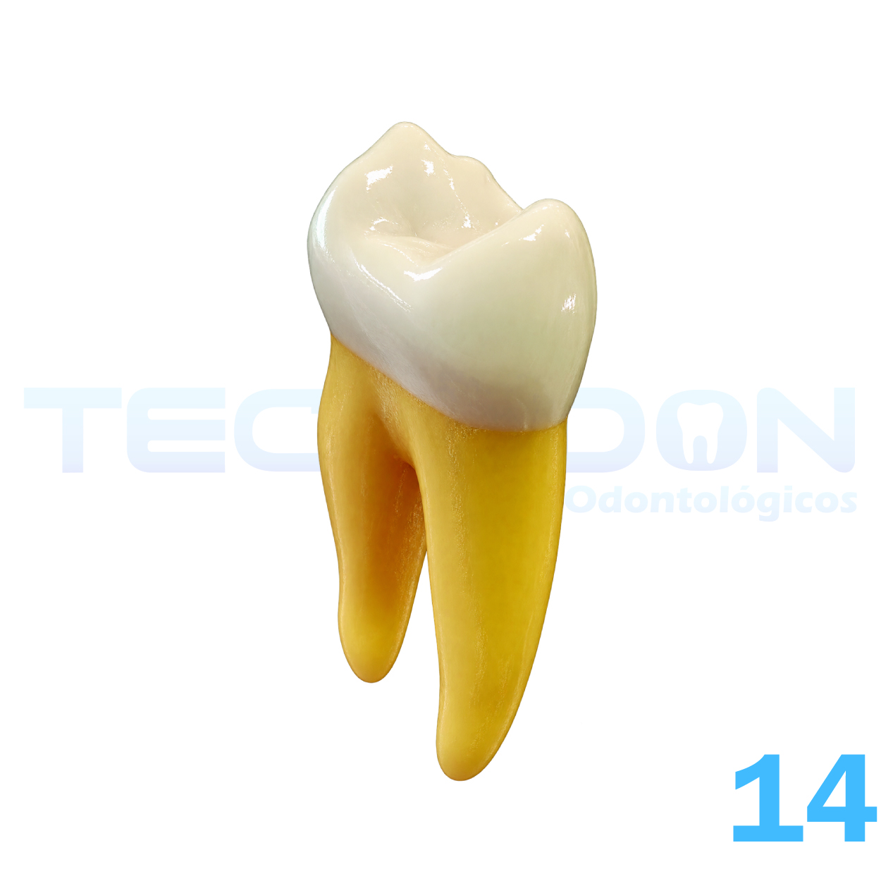 14 – 1º Pré-Molar Superior Permanente Opaco