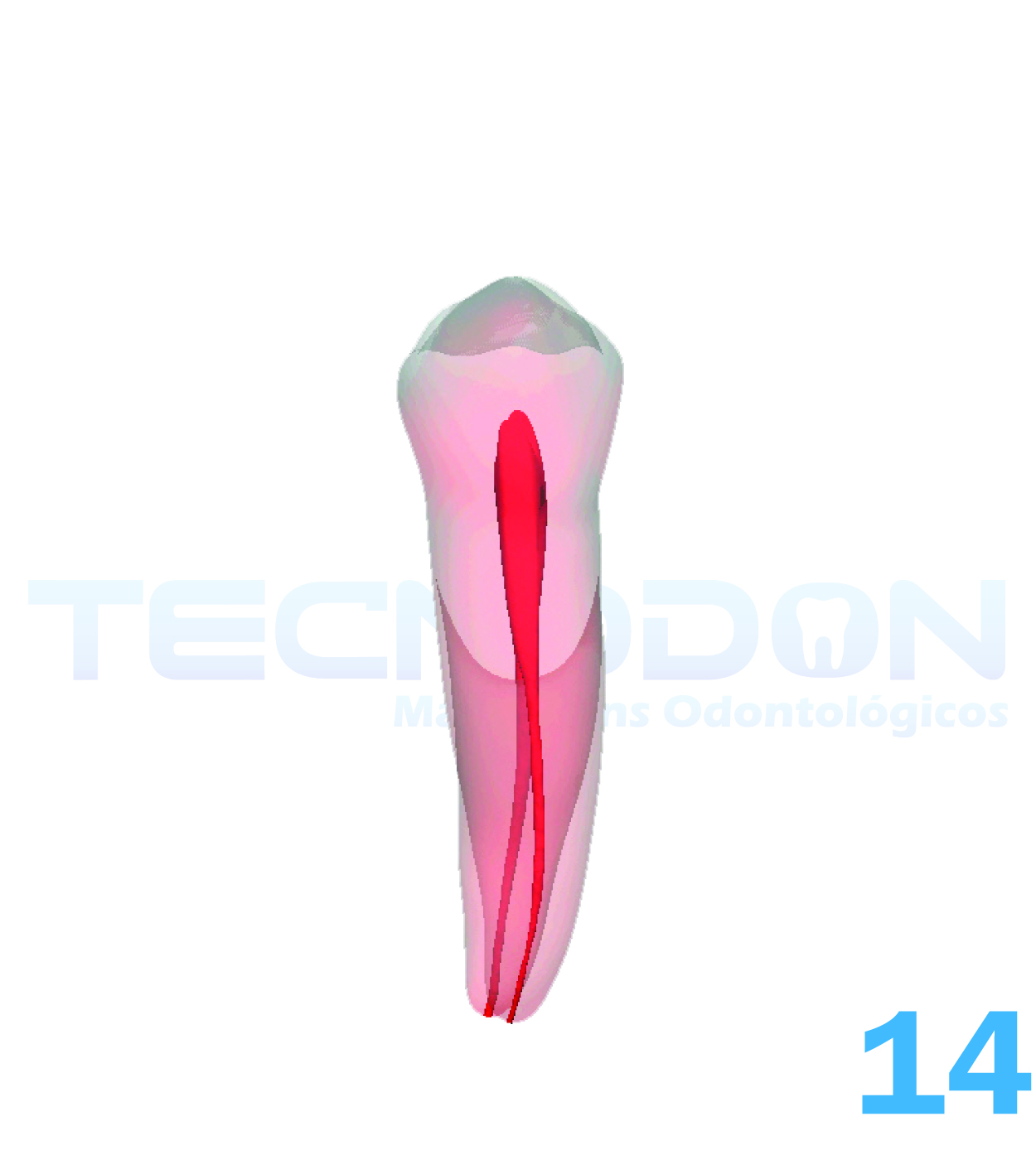 14 – 1º Pré-Molar Superior Permanente Transparente - Imagem 2