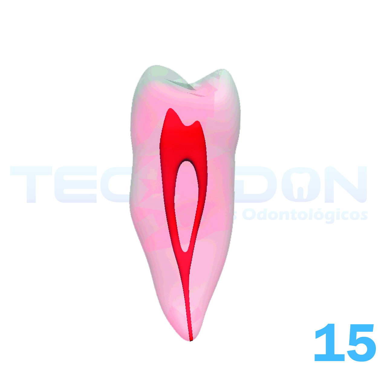 15 – 2º Pré-Molar Superior Permanente Transparente